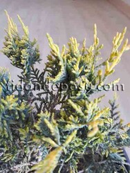 JUNIPERUS X MEDIA 'OLD GOLD'(Altuni ardıç) - Thumbnail