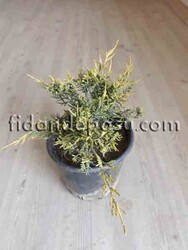 JUNIPERUS X MEDIA 'OLD GOLD'(Altuni ardıç) - 3