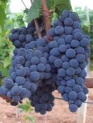 KALECİK KARASI ASMA FİDANI - 1