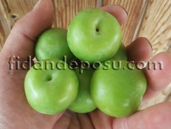 KARA PAPAZ ERİK FİDANI - 