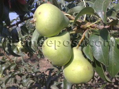 KARAHÜSEYİN ARMUT FİDANI - 