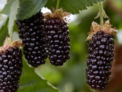 KARAKA BLACK BÖĞÜRTLEN FİDANI - 1