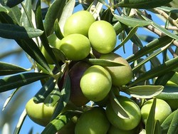 KARAMANİ ZEYTİN FİDANI - 1