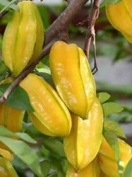 Karambola (Yıldız meyvesi) Fidanı - 1