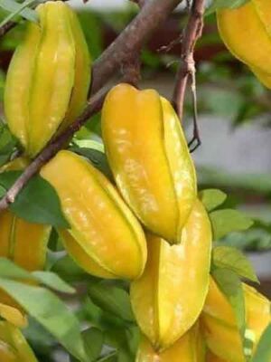 Karambola (Yıldız meyvesi) Fidanı - 