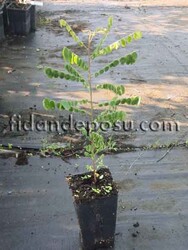 Karambola (Yıldız meyvesi) Fidanı - 2