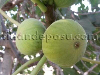 KARAYAPRAK İNCİR FİDANI - 