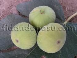 KARAYAPRAK İNCİR FİDANI - 2