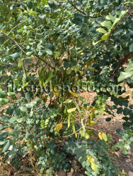 KAYA AŞILI KEÇİBOYNUZU FİDANI - 2