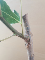 KAYA AŞILI KEÇİBOYNUZU FİDANI - 4