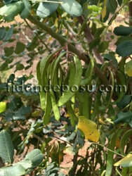 KAYA AŞILI KEÇİBOYNUZU FİDANI - 