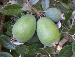 KAYMAK AĞACI (FEİJOA) FİDANI - 1
