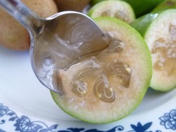 KAYMAK AĞACI (FEİJOA) FİDANI - 2