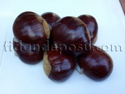 KEMER KESTANE FİDANI - 
