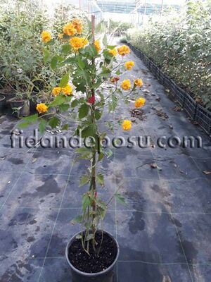 KERRIA JAPONICA PLENIFLORA (Kanarya gülü) BİTKİSİ - 