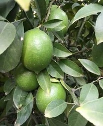 KIBRIS LİMON FİDANI - 1