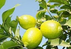 KIBRIS LİMON FİDANI - 2