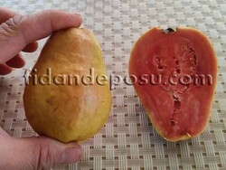 KIRMIZI ARMUT GUAVA FİDANI - 1
