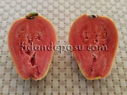 KIRMIZI ARMUT GUAVA FİDANI - 2