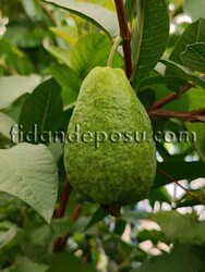 KIRMIZI ARMUT GUAVA FİDANI - 3