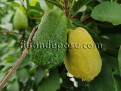 KIRMIZI ARMUT GUAVA FİDANI - 4
