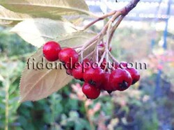 KIRMIZI ARONİA BERRY FİDANI - 1