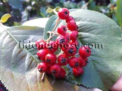 KIRMIZI ARONİA BERRY FİDANI - 2