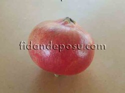 KIRMIZI ÇEKİRDEKSİZ NAR FİDANI - 