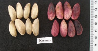 KIRMIZI ÇEŞİDİ DİŞİ ANTEP FISTIĞI FİDANI - 