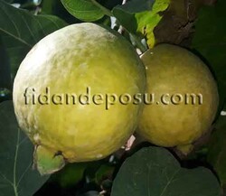 KIRMIZI GUAVA FİDANI - 1