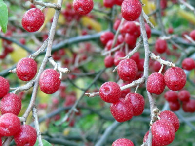 KIRMIZI GÜZ ZEYTİNİ (JAPON İĞDESİ) (Elaeagnus umbellata) FİDANI - 
