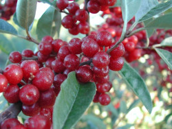 KIRMIZI GÜZ ZEYTİNİ (JAPON İĞDESİ) (Elaeagnus umbellata) FİDANI - 2
