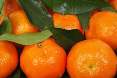 KLEMANTİN (KİNG) MANDALİNA FİDANI - 