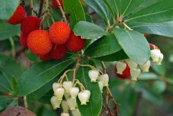 Kocayemiş, Dağ Çileği (Arbutus Unedo) Fidanı - Thumbnail