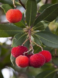 Kocayemiş, Dağ Çileği (Arbutus Unedo) Fidanı - Thumbnail