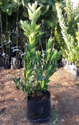 Kocayemiş, Dağ Çileği (Arbutus Unedo) Fidanı - 3