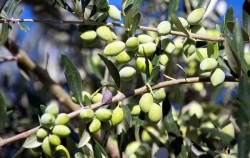 KORONEİKİ (BODUR) ZEYTİN FİDANI - 3
