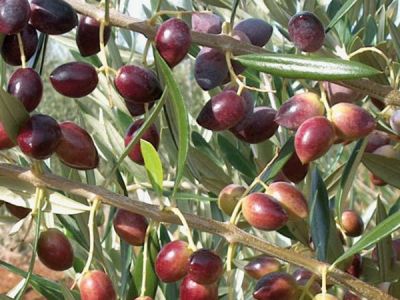 KORONEİKİ (BODUR) ZEYTİN FİDANI - 