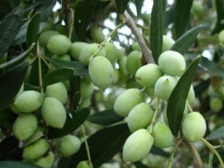 KORONEİKİ (BODUR) ZEYTİN FİDANI - 2