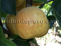 KOSUİ ASYA ARMUT (NASHİ) FİDANI - 