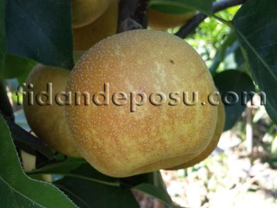 KOSUİ ASYA ARMUT (NASHİ) FİDANI - 