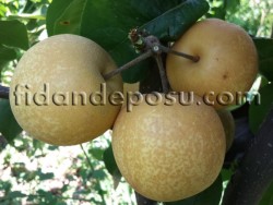 KOSUİ ASYA ARMUT (NASHİ) FİDANI - 2