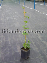 KUDRET NARI (Momordica) FİDANI - 2