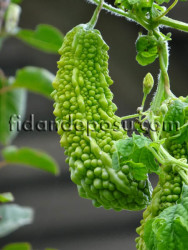 KUDRET NARI (Momordica) FİDANI - 1