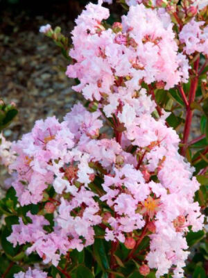 LAGERSTROMIA INDICA ''Babe''(Açık pembe Çiçekli Oya ağacı) FIDANI - 