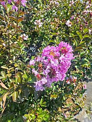 LAGERSTROMIA INDICA ''Benoit''(Mor Çiçekli Oya ağacı) FIDANI - 