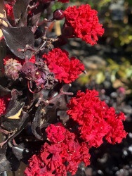 LAGERSTROMIA INDICA BLACK DİAMOND''Best red''(Siyah yap. koyu kırmızı çiçekli Oya ağacı) FIDANI - 1