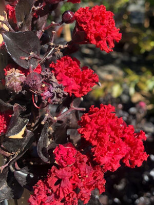 LAGERSTROMIA INDICA BLACK DİAMOND''Best red''(Siyah yap. koyu kırmızı çiçekli Oya ağacı) FIDANI - 