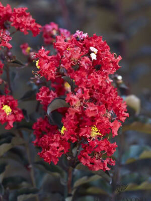 LAGERSTROMIA INDICA BLACK DİAMOND''Crimson red''(Siyah yap. kırmızı çiçekli Oya ağacı) FIDANI - 
