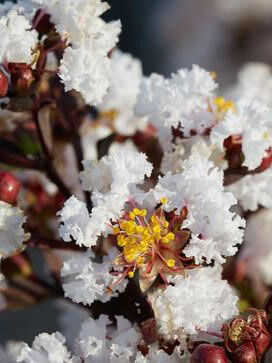 LAGERSTROMIA INDICA BLACK DİAMOND''Pure white''(Siyah yap. beyaz çiçekli Oya ağacı) FIDANI - 